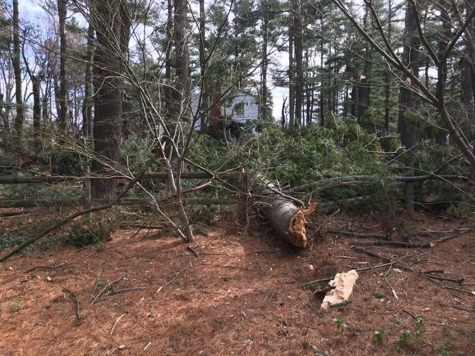 Fallen branches and storm debris in a wooded yard before clean-up in Webster, NY