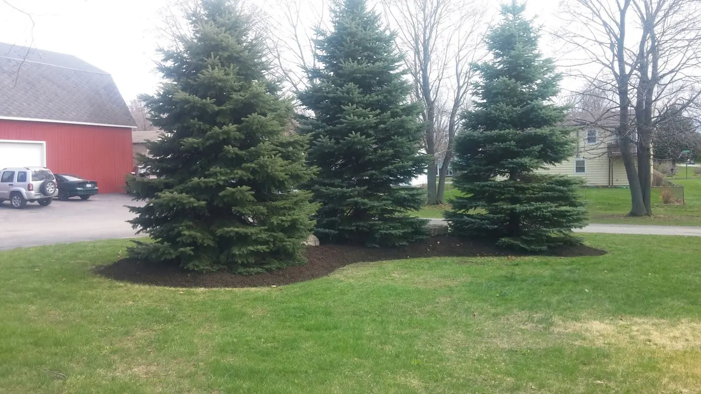 Row of spruce trees with a tidy mulch ring on a mowed lawn in Webster, NY