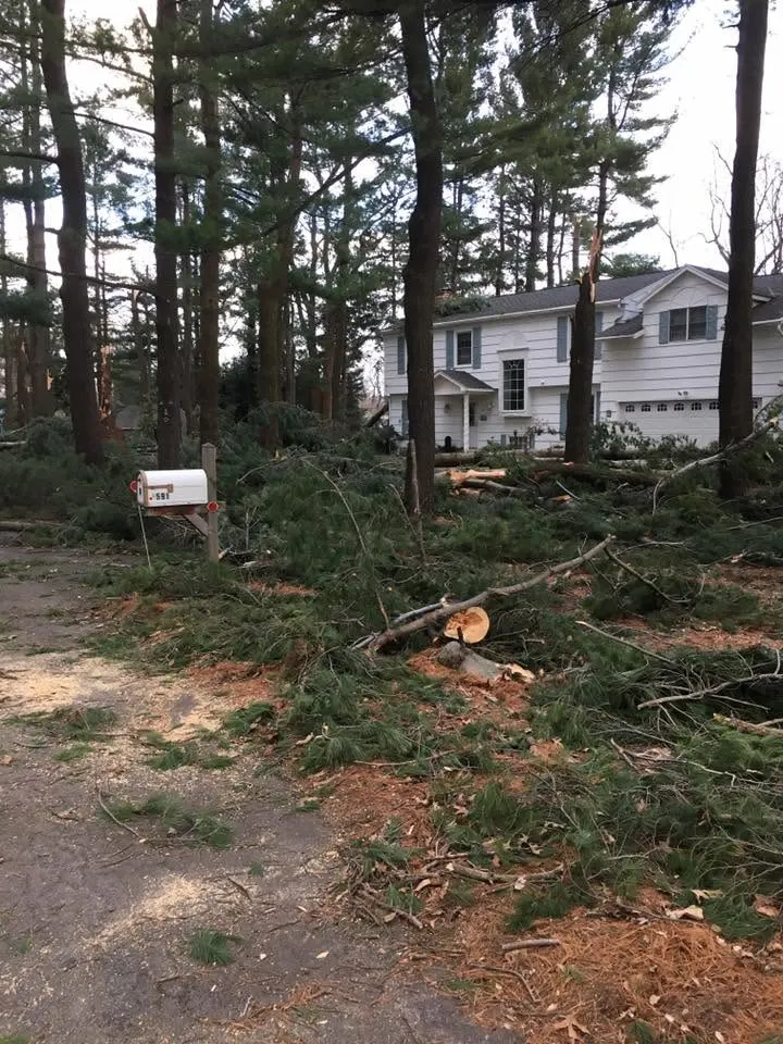 Fallen tree limb cut into sections in a wooded yard during a storm clean-up in Webster, NY